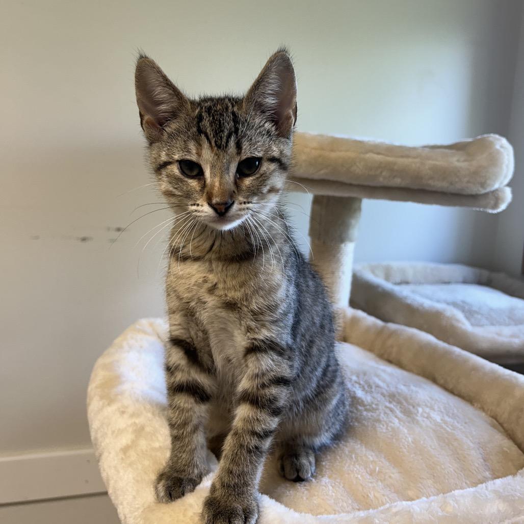 Enlarge Calypso, a Adoptable Domestic Short Hair in Milford, IA image 3/3