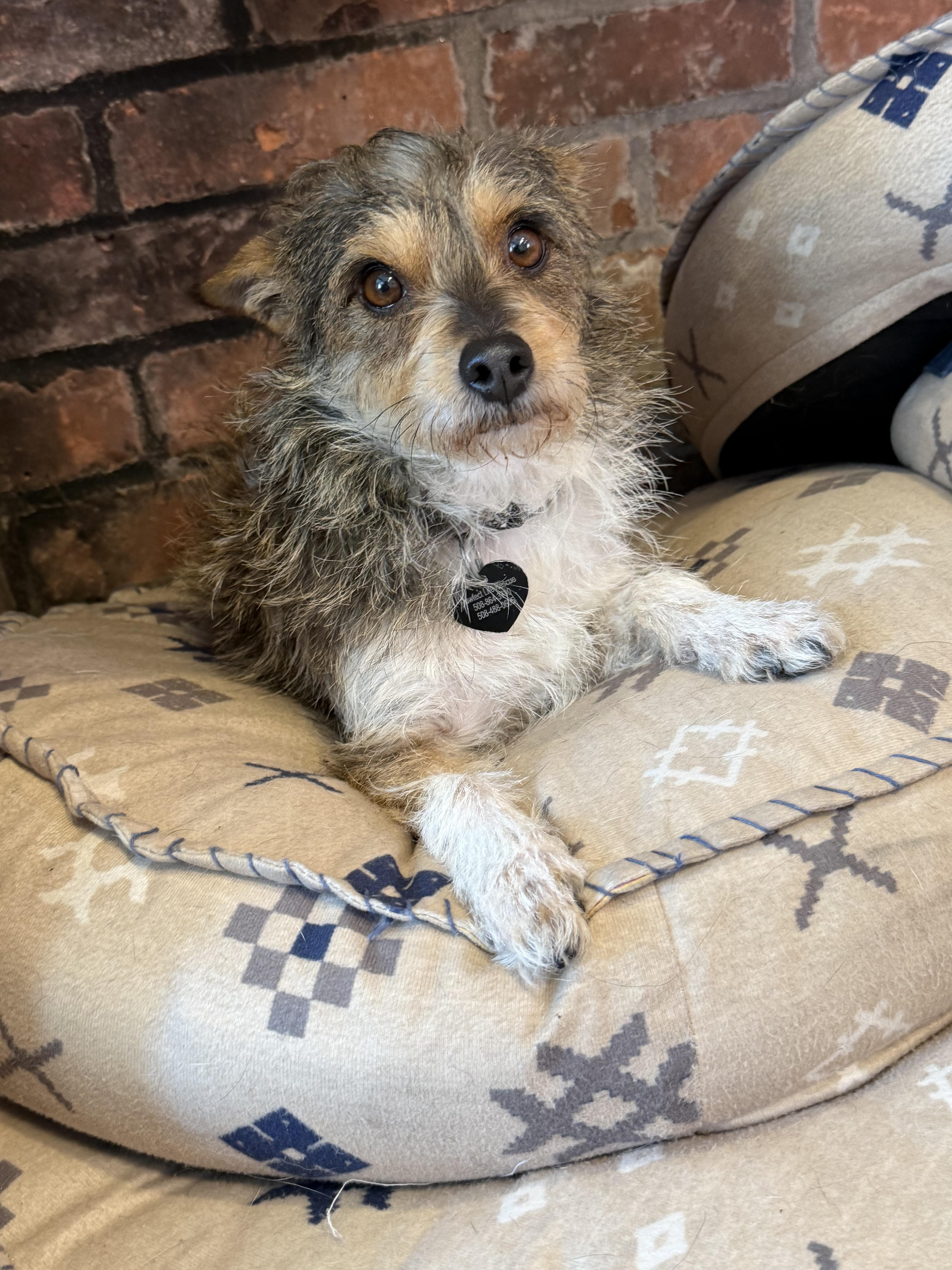 Cher, adopted, Young Female Yorkshire Terrier.