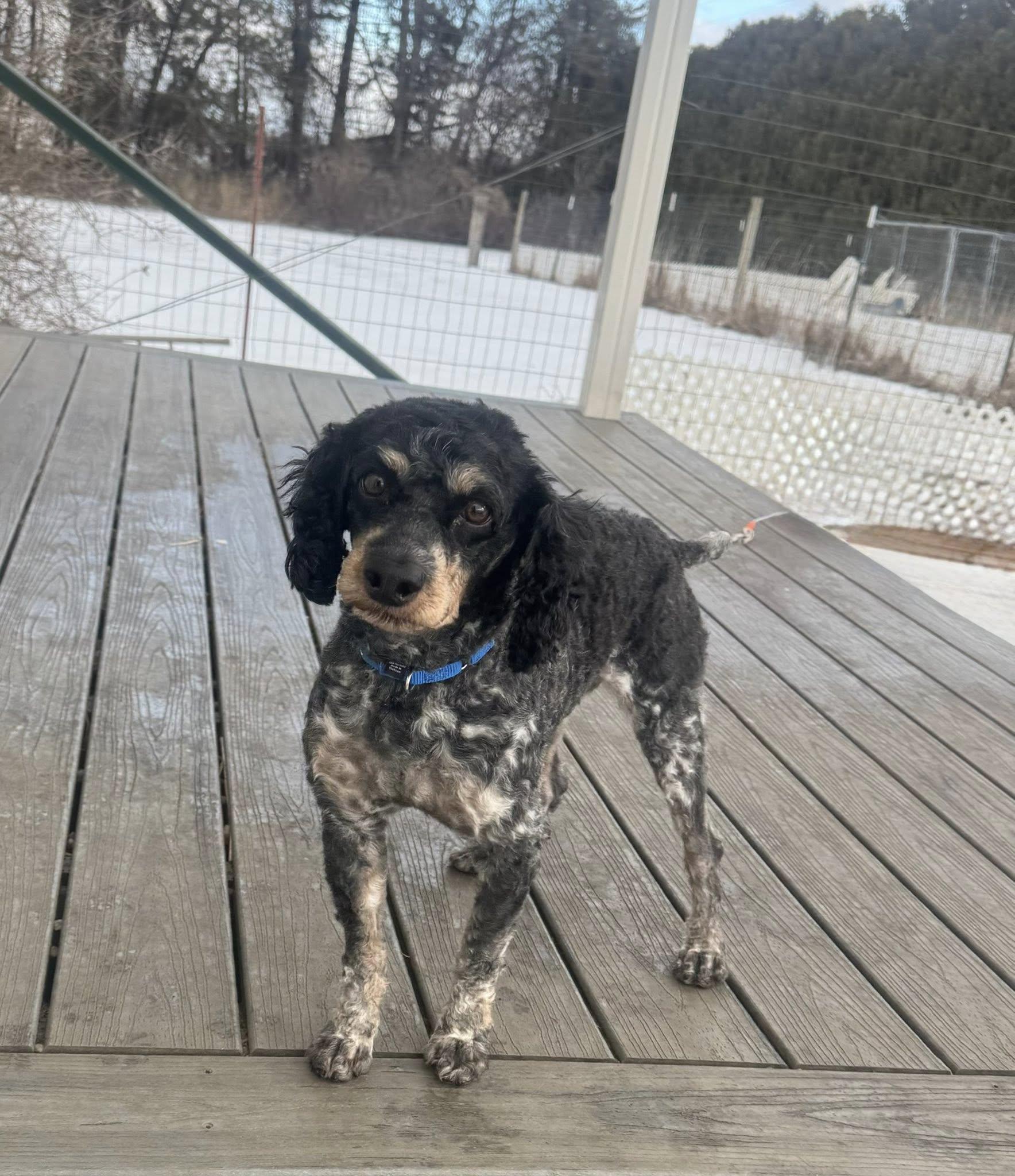 Enlarge Pierre, an adopted mixed breed in Decorah, IA image 3/4