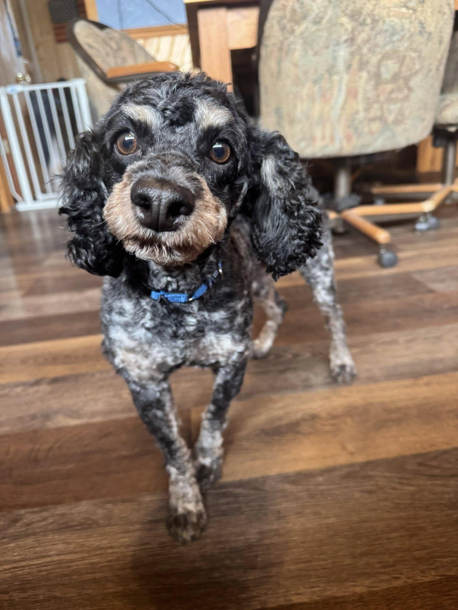 Pierre, adopted, Adult Male Miniature Poodle & Cocker Spaniel.