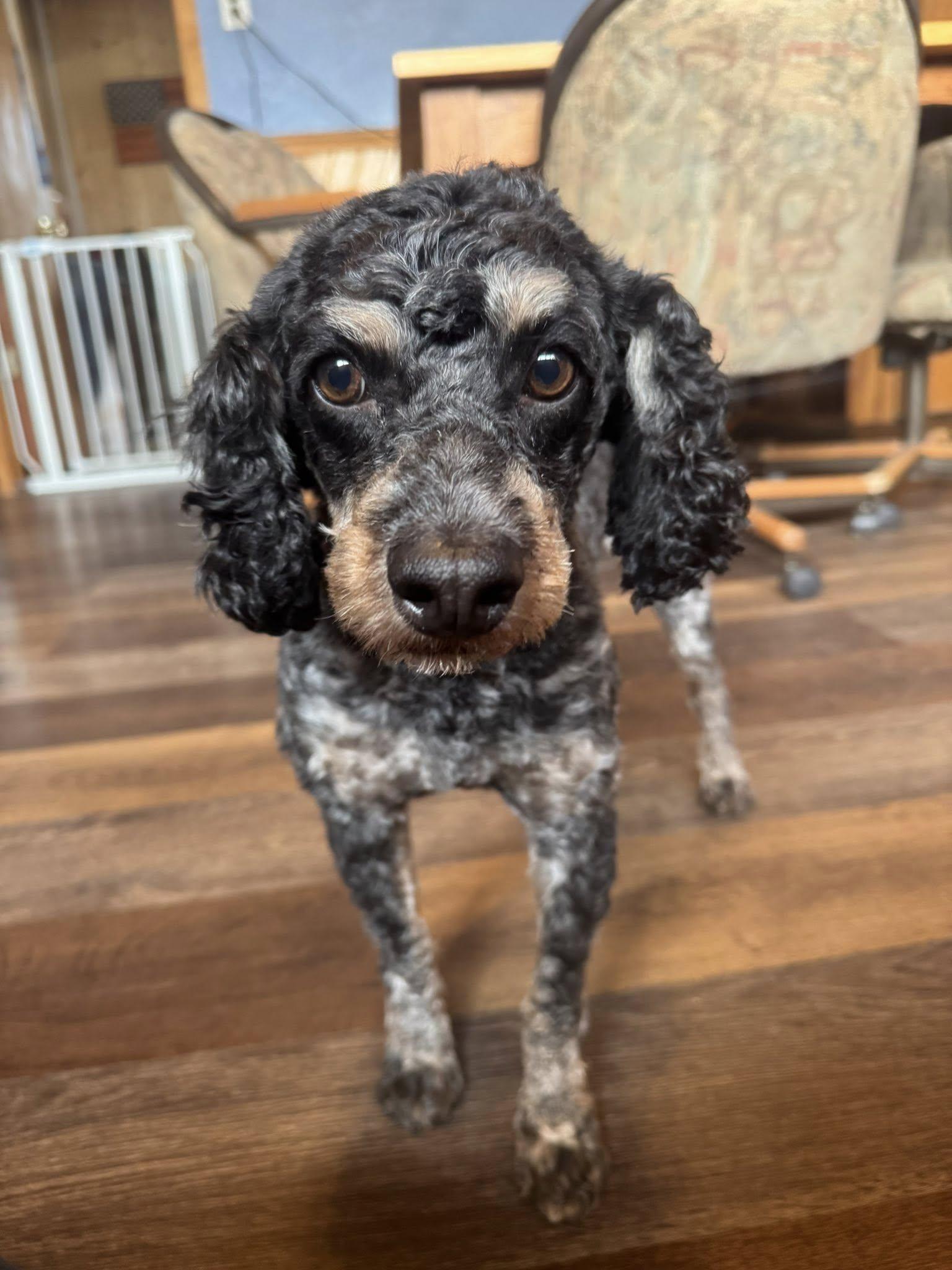 Enlarge Pierre, an adopted mixed breed in Decorah, IA image 2/4