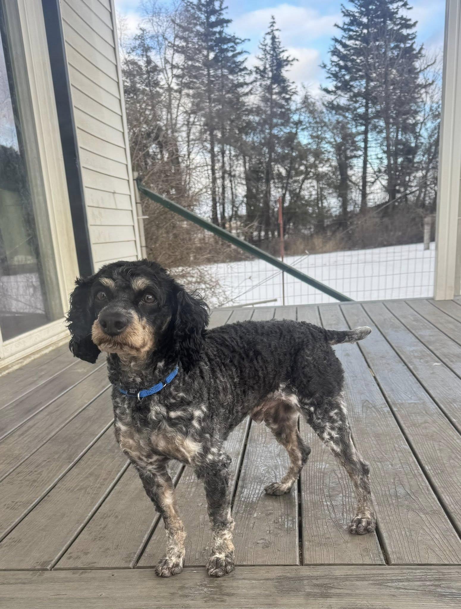 Enlarge Pierre, an adopted mixed breed in Decorah, IA image 4/4