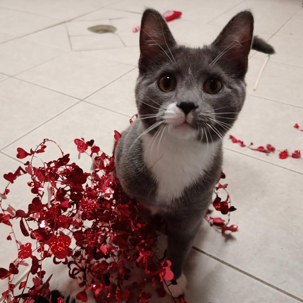 Enlarge Nemo Ask to Meet! In Foster!, an adoptable Domestic Short Hair in Elyria, OH image 5/5