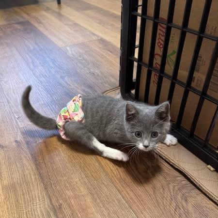 Nemo Ask to Meet!! In Foster!!, a Adoptable Domestic Short Hair image 4/5