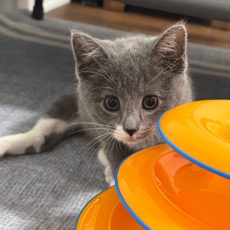 Nemo, Adoptable, Kitten Female Domestic Short Hair.