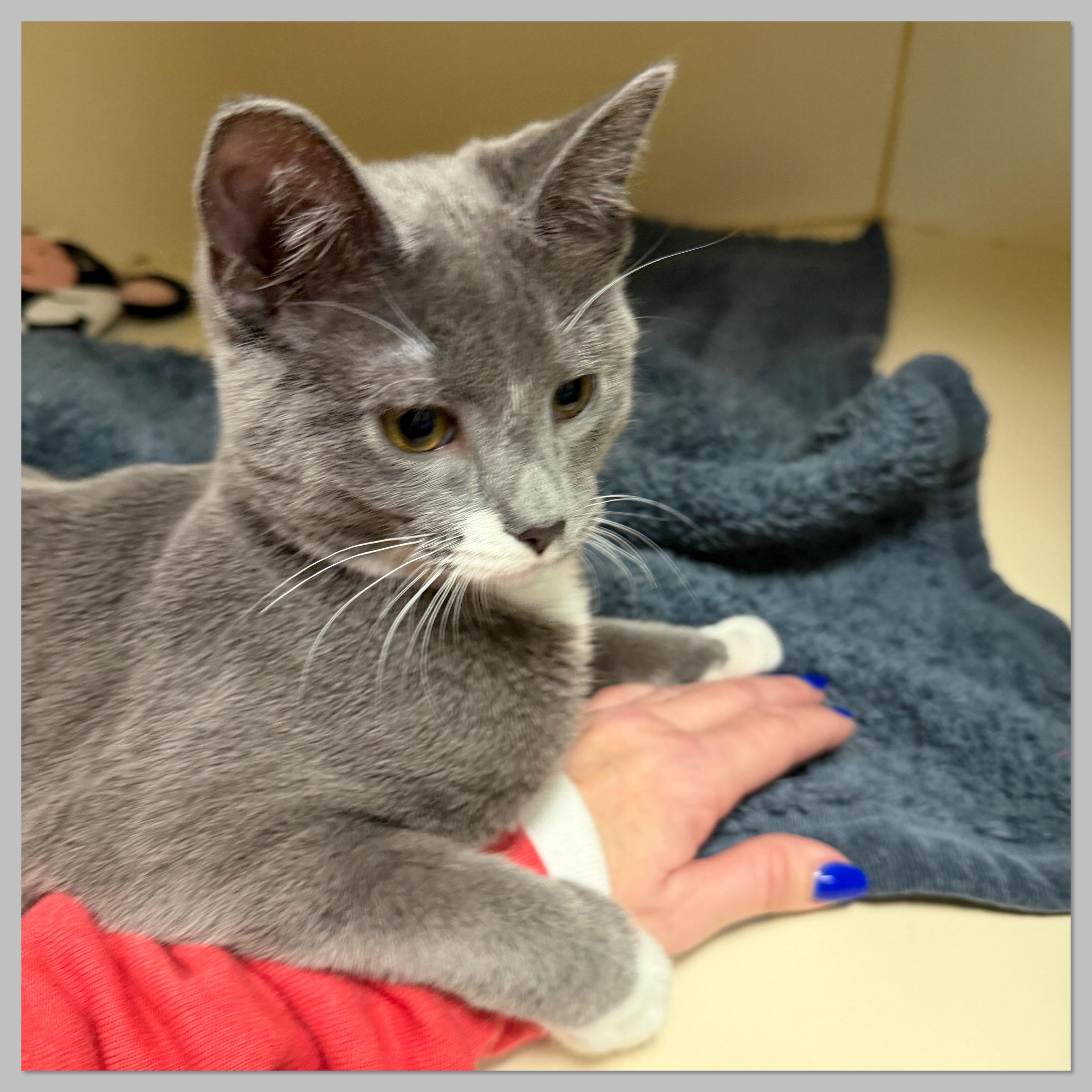 Enlarge Nemo, a Adoptable Domestic Short Hair in Elyria, OH image 4/4