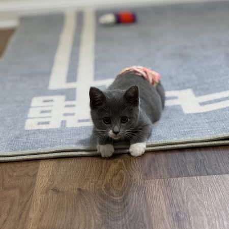 Nemo Ask to Meet!! In Foster!!, a Adoptable Domestic Short Hair image 5/5