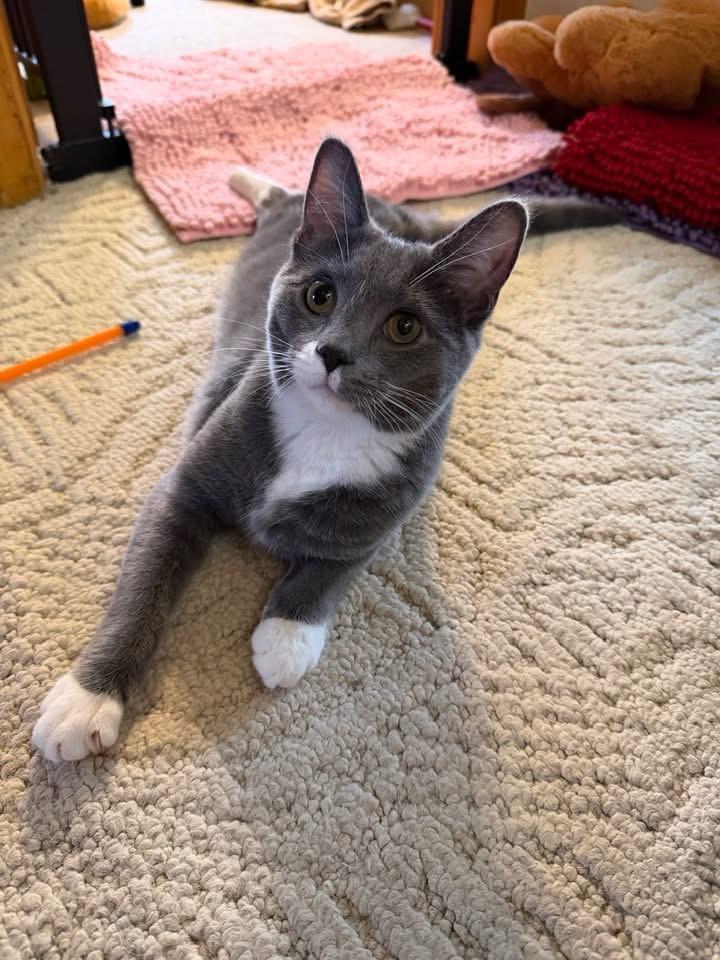 Nemo Ask to Meet! In Foster!, adoptable, Young Female Domestic Short Hair.