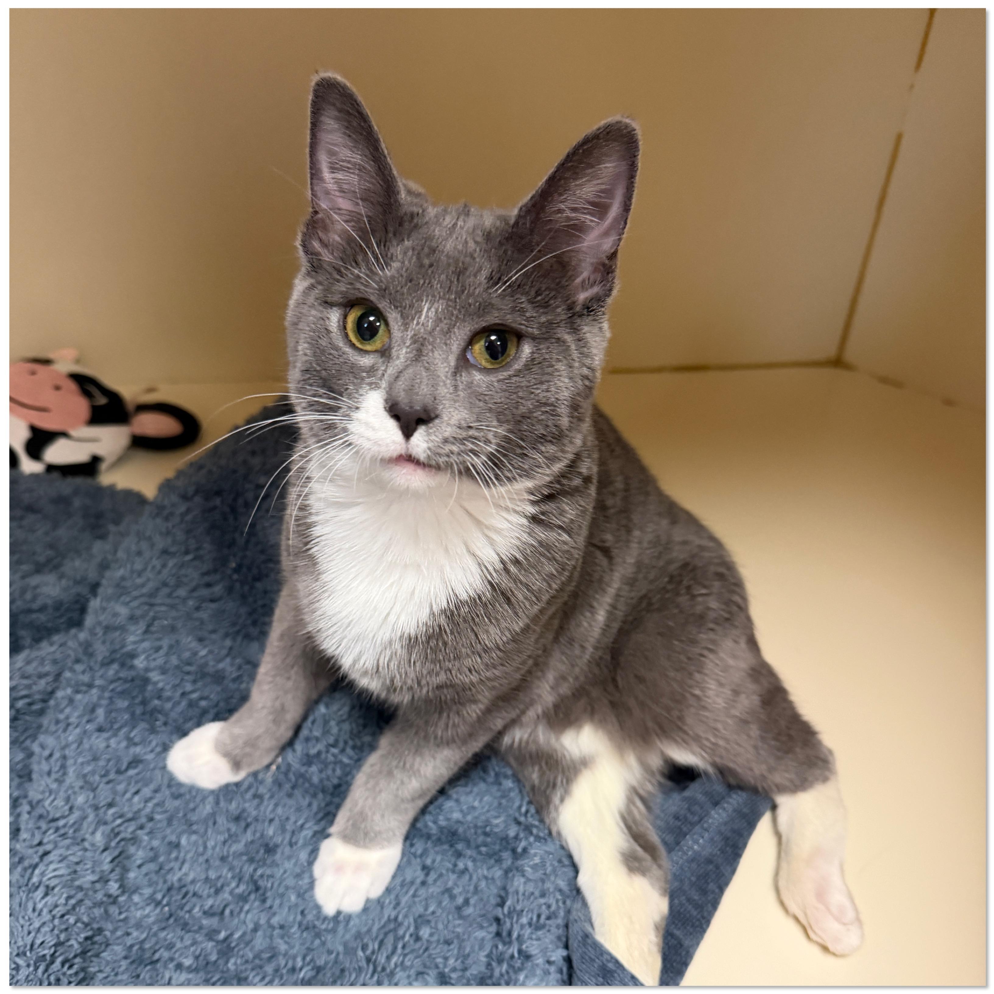 Enlarge Nemo, a Adoptable Domestic Short Hair in Elyria, OH image 1/4