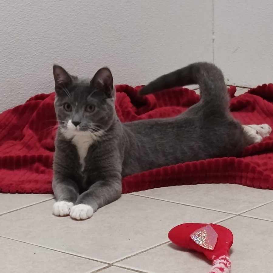 Enlarge Nemo Ask to Meet! In Foster!, an adoptable Domestic Short Hair in Elyria, OH image 1/5