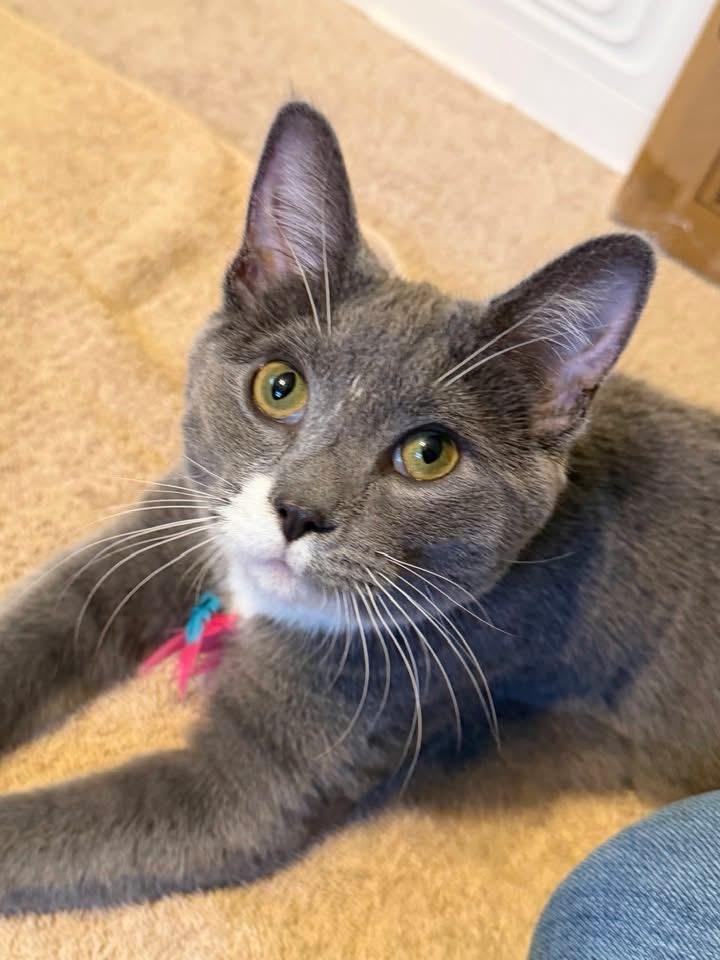 Nemo Ask to Meet! , an adoptable Domestic Short Hair in Elyria, OH image 1/6