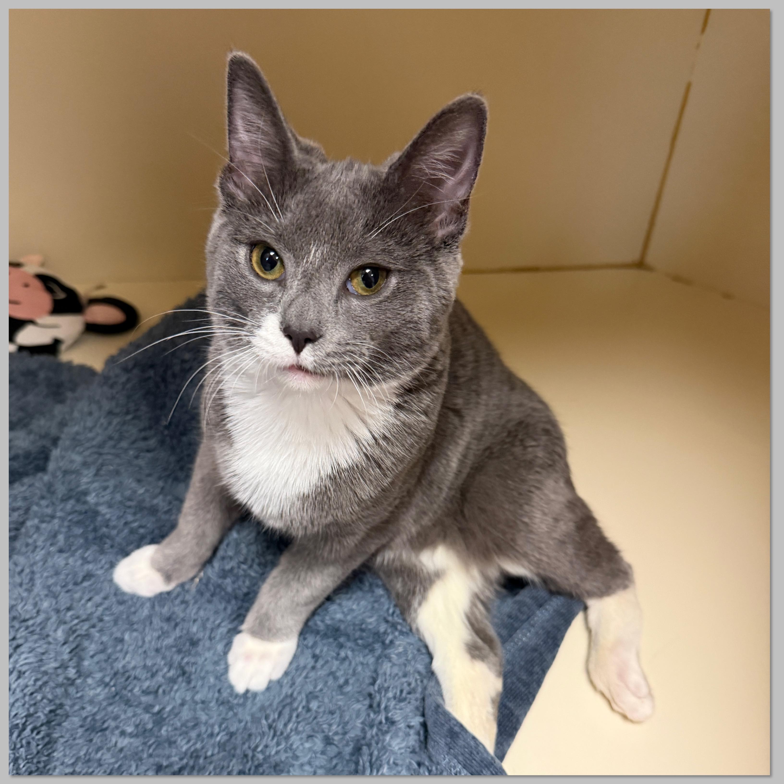 Enlarge Nemo, a Adoptable Domestic Short Hair in Elyria, OH image 3/4