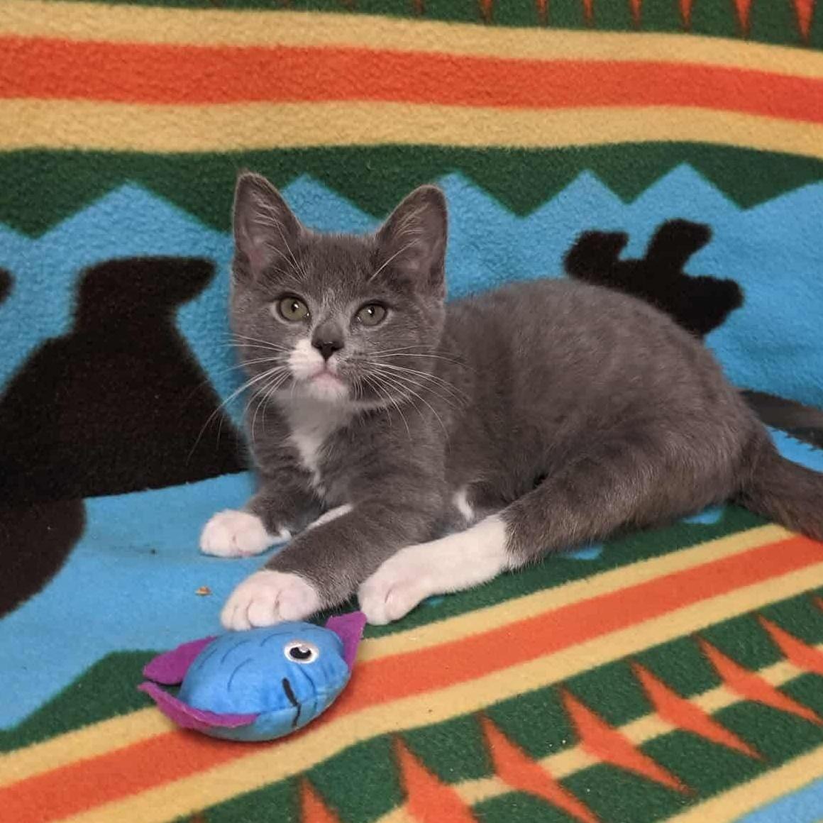 Nemo Ask to Meet!! In Foster!!, Adoptable, Kitten Female Domestic Short Hair.