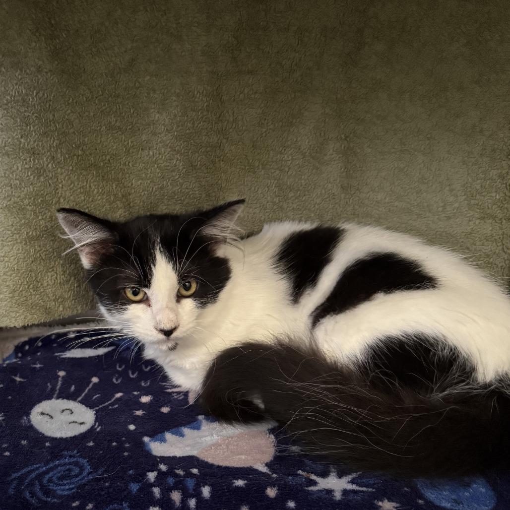 Boo-Boo, a Adoptable Domestic Short Hair in Canton, IL image 1/2