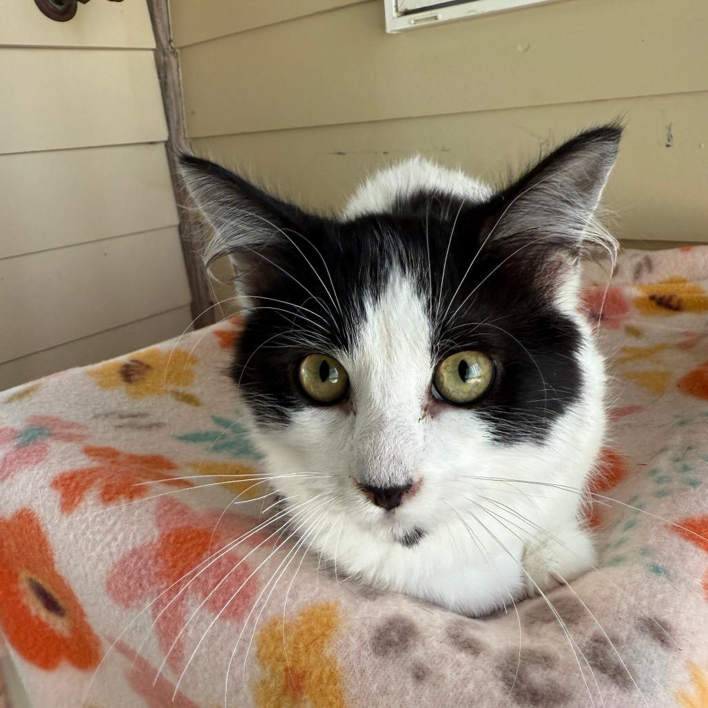 Boo-Boo, a Adoptable Domestic Short Hair in Canton, IL image 2/2