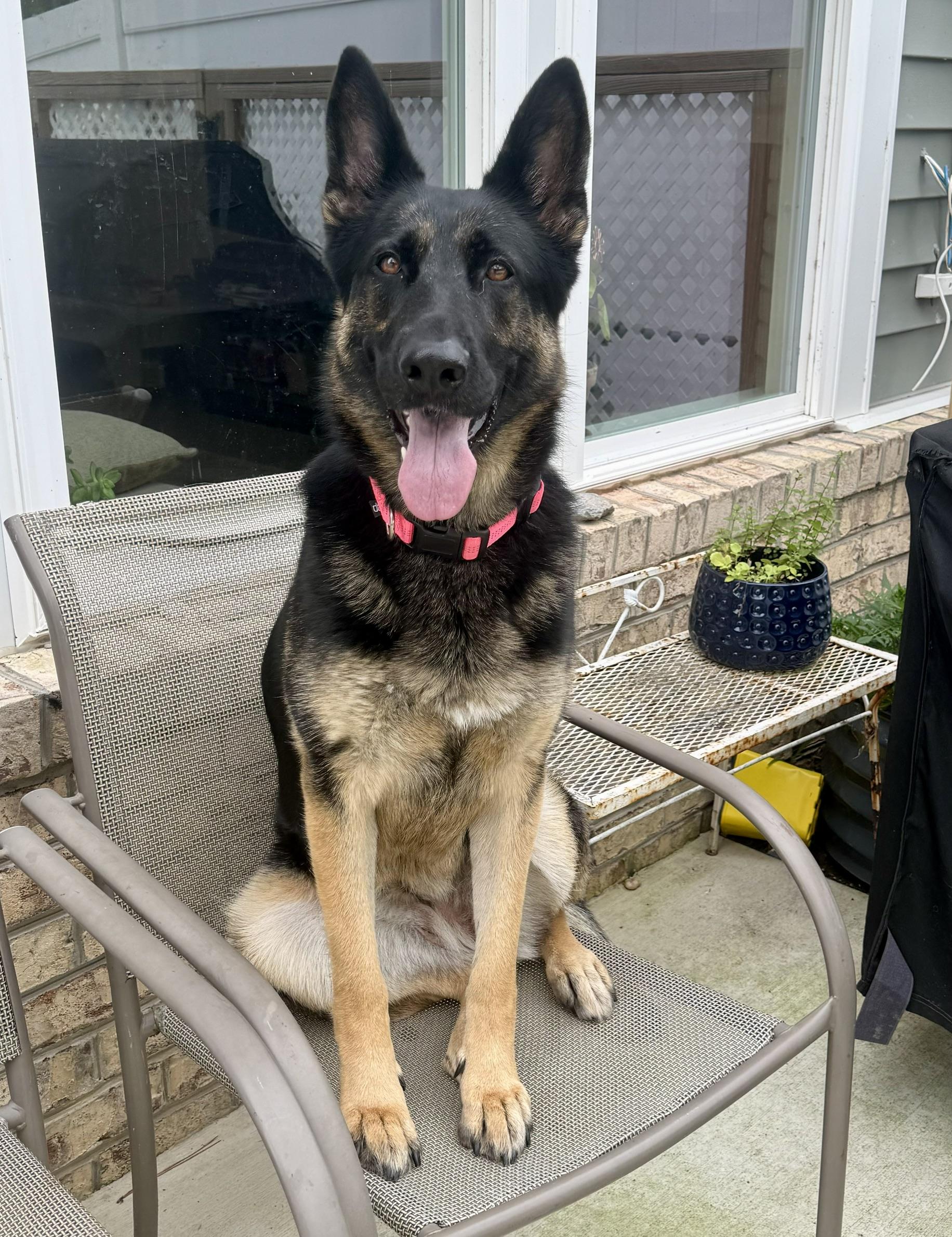 Enlarge Java, a Adoptable German Shepherd Dog in Richmond, VA image 4/6