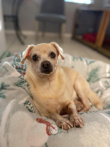 Rosie, Adoptable, Senior Female Terrier & Terrier.