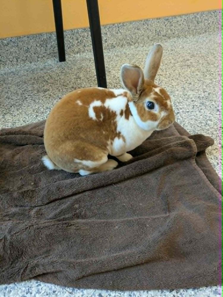 Enlarge Peanut Butter, a Adoptable Mini Rex in Melbourne, FL image 1/6