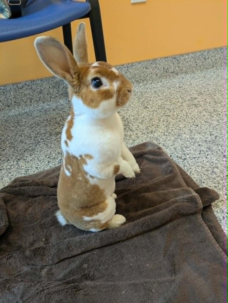 Enlarge Peanut Butter, a Adoptable Mini Rex in Melbourne, FL image 2/6
