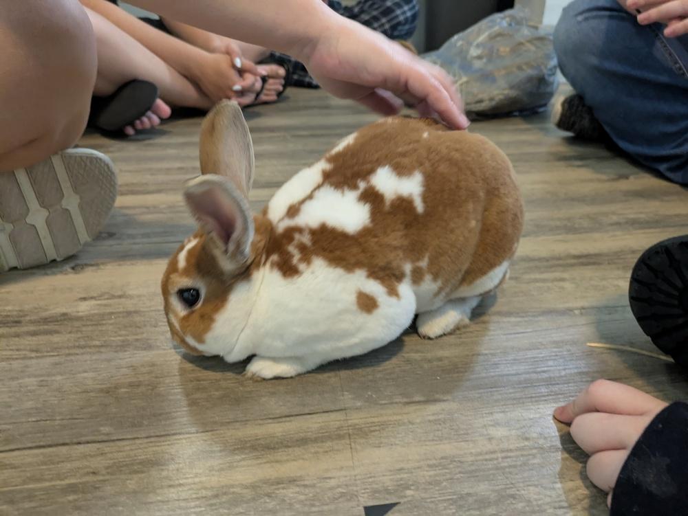 Enlarge Peanut Butter, a Adoptable Mini Rex in Melbourne, FL image 3/6