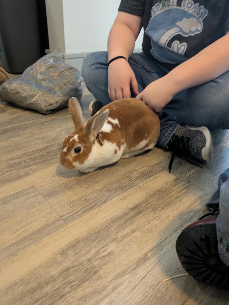 Enlarge Peanut Butter, a Adoptable Mini Rex in Melbourne, FL image 4/6