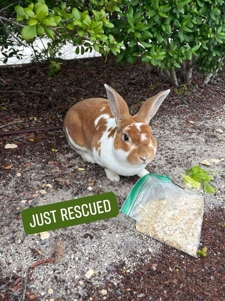 Enlarge Peanut Butter, a Adoptable Mini Rex in Melbourne, FL image 6/6