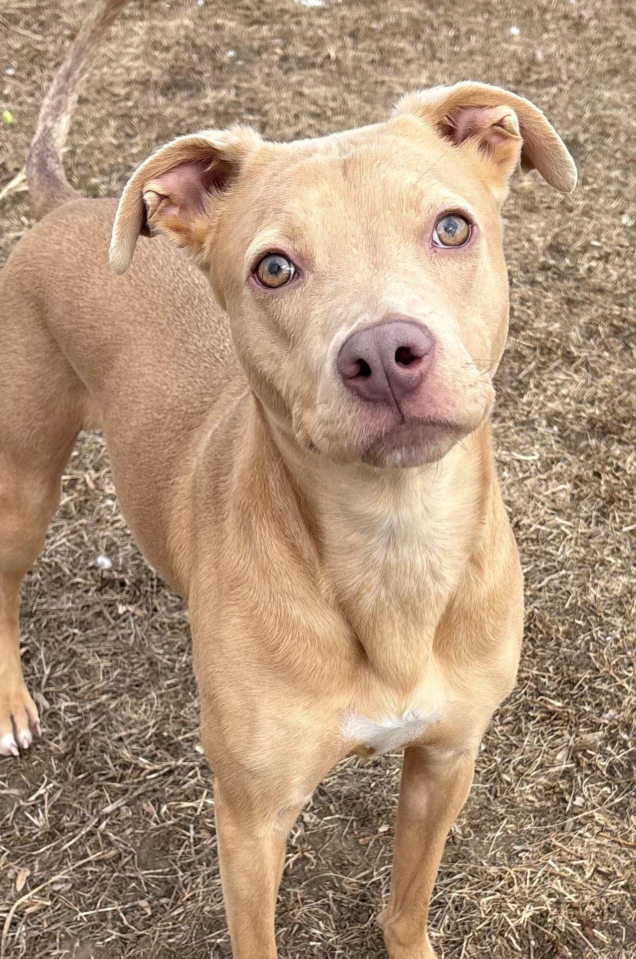 Apollo, ADOPTABLE, Adult Male Labrador Retriever.