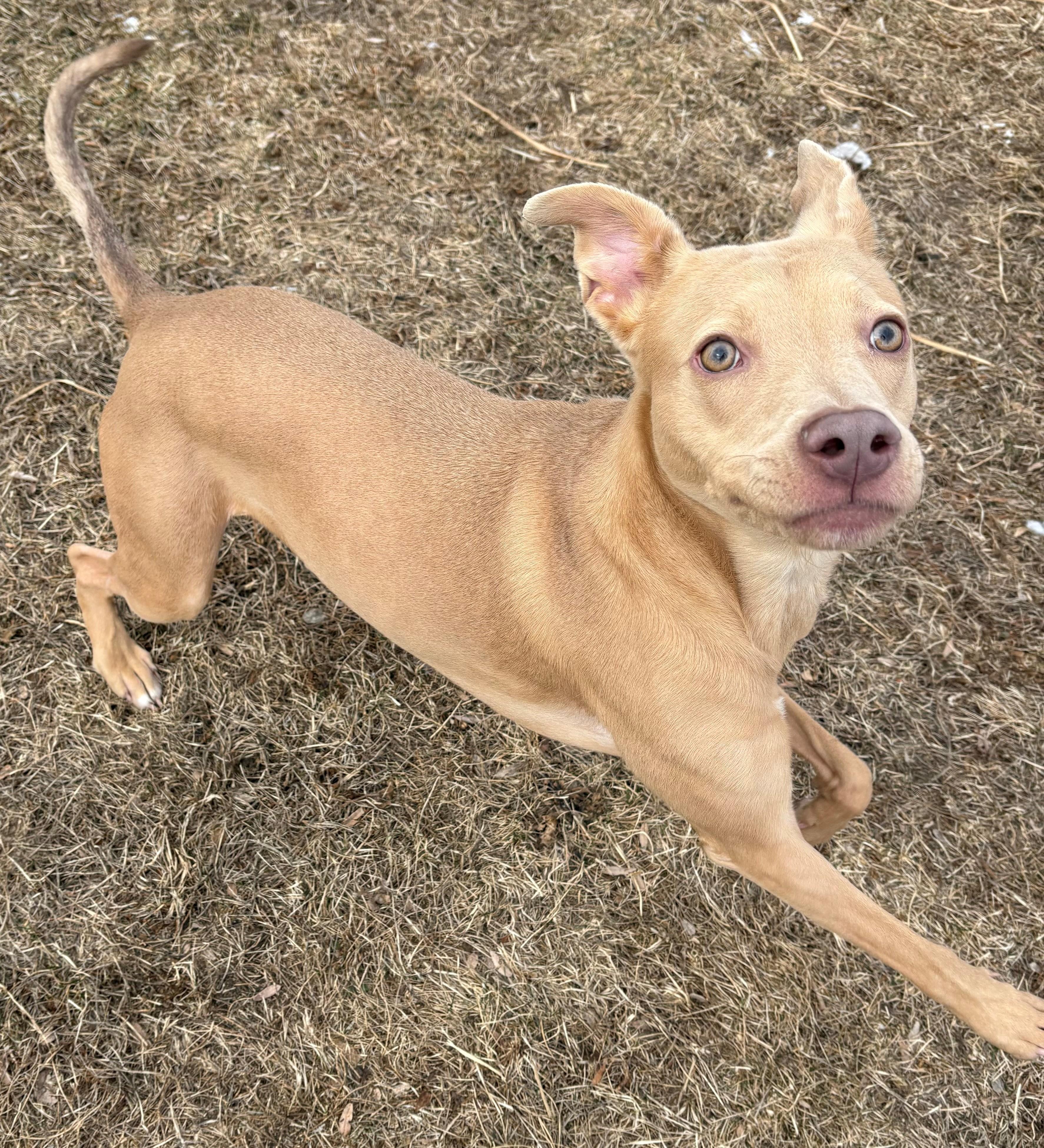 Enlarge Apollo, a ADOPTABLE mixed breed in Iowa City, IA image 1/1