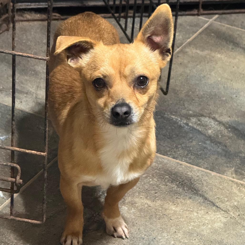 Pip, a Adoptable mixed breed in Blue Ridge, GA image 1/3