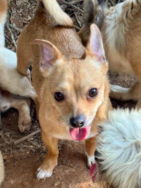 Pip, Adoptable, Young Male Chihuahua.