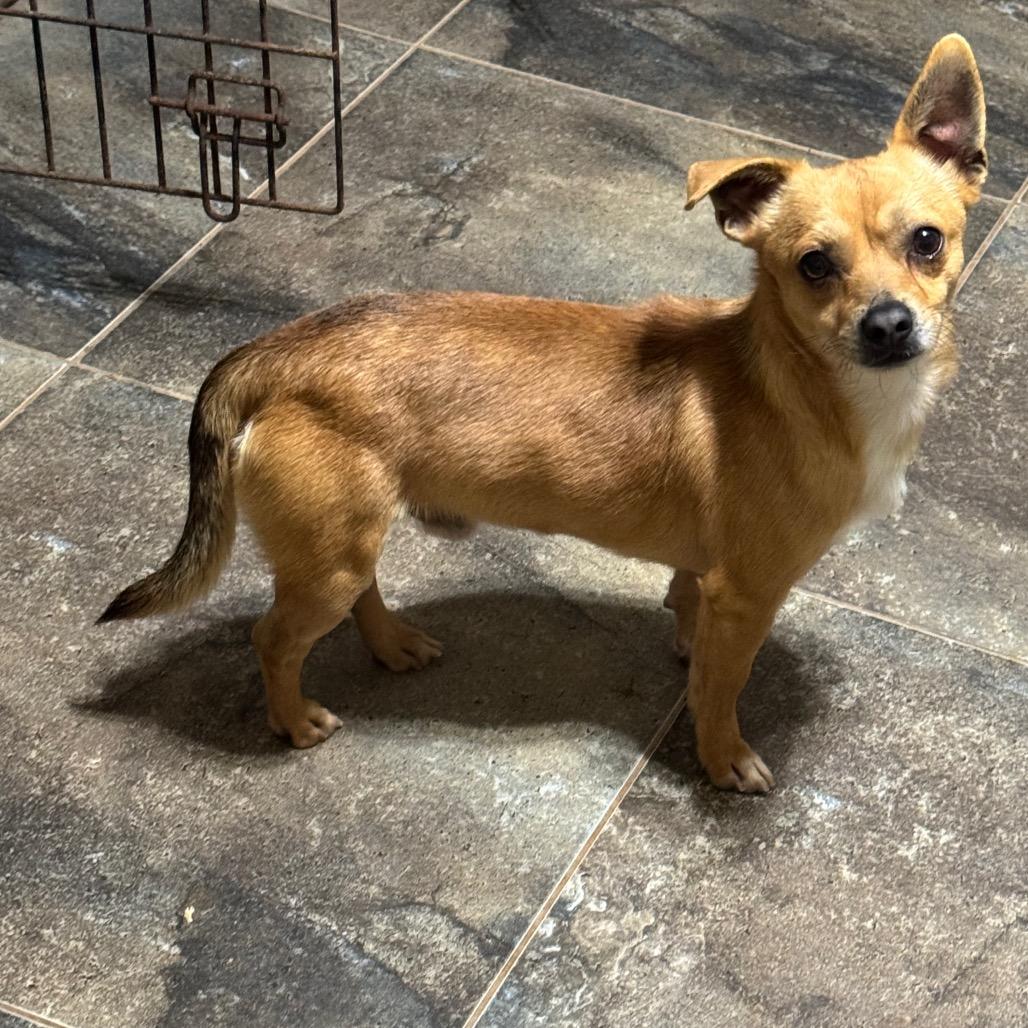 Pip, a Adoptable mixed breed in Blue Ridge, GA image 3/3