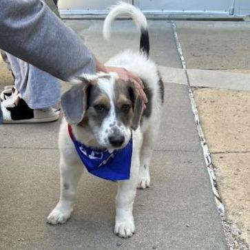 Enlarge Phoenix Wright, a Adoptable mixed breed in Raleigh, NC image 1/6