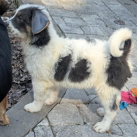 Phoenix Wright, Adoptable, Puppy Male Australian Shepherd & Mixed Breed.