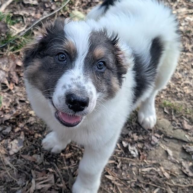 Enlarge Phoenix Wright, a Adoptable mixed breed in Raleigh, NC image 2/6