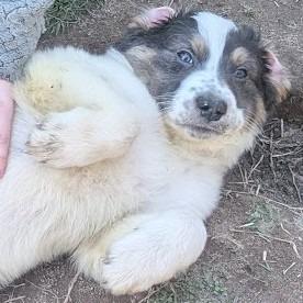 Enlarge Phoenix Wright, a Adoptable mixed breed in Raleigh, NC image 3/6