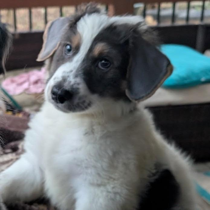 Enlarge Phoenix Wright, a Adoptable mixed breed in Raleigh, NC image 4/6