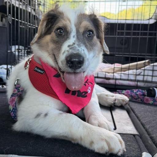 Enlarge Phoenix Wright, a Adoptable mixed breed in Raleigh, NC image 4/6