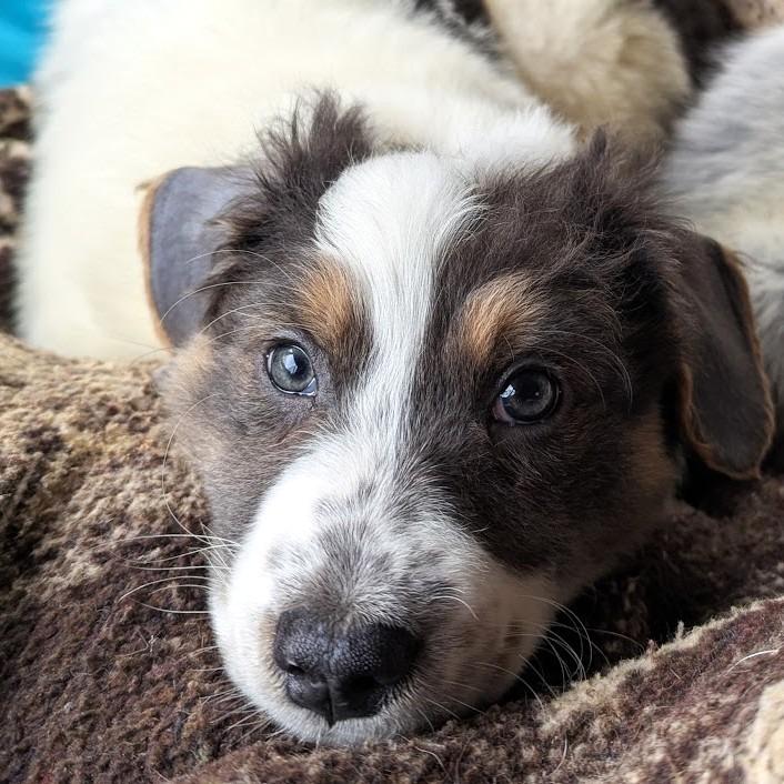 Enlarge Phoenix Wright, a Adoptable mixed breed in Raleigh, NC image 5/6