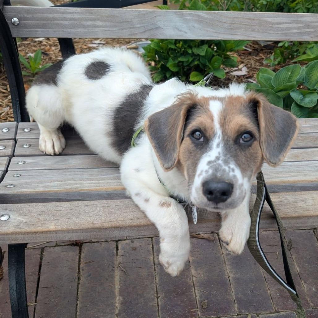 Enlarge Phoenix Wright, a Adoptable mixed breed in Raleigh, NC image 5/6