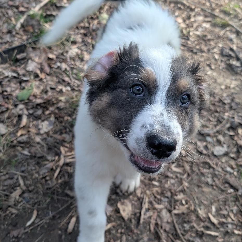 Enlarge Phoenix Wright, a Adoptable mixed breed in Raleigh, NC image 6/6
