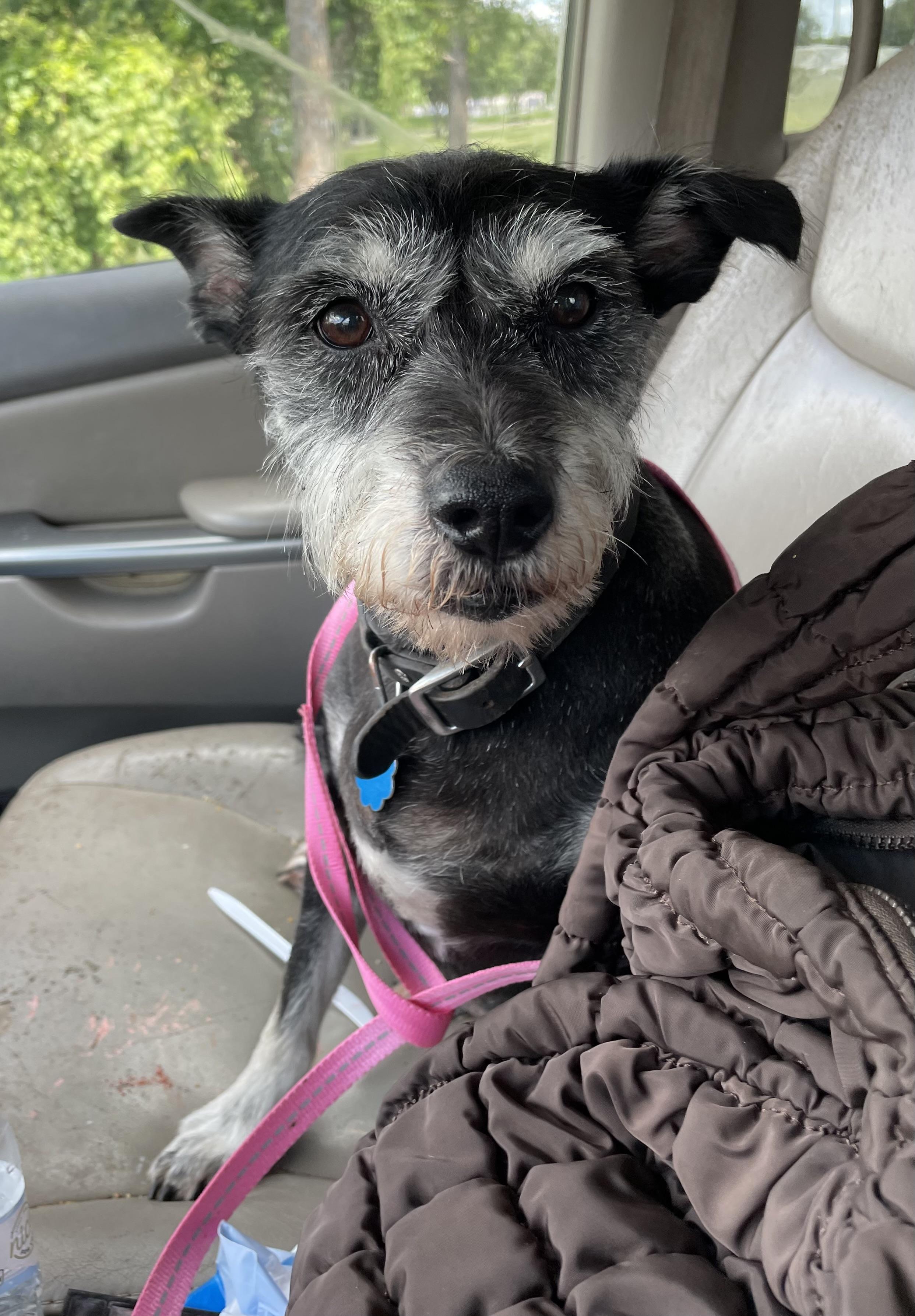 Jojo, Senior Female Schnauzer