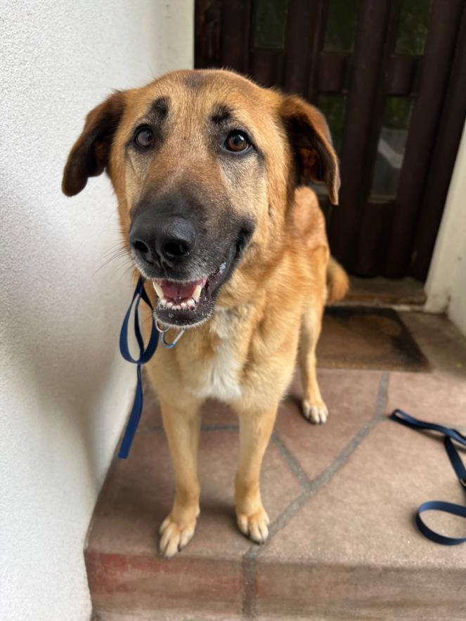 ZAMORA, Adoptable, Adult Female German Shepherd Dog.