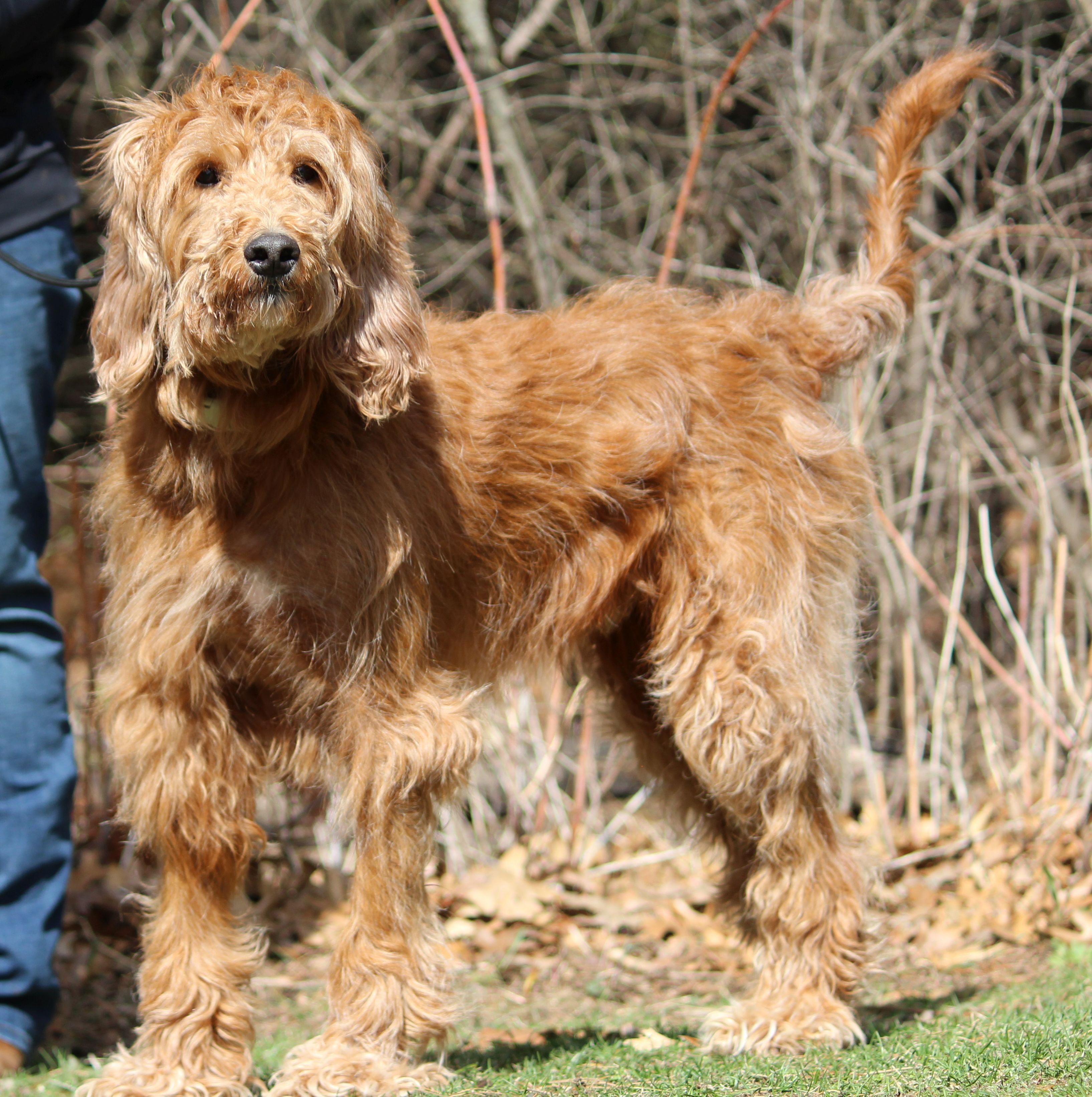 Bru, ADOPTABLE, Adult Male Standard Poodle.