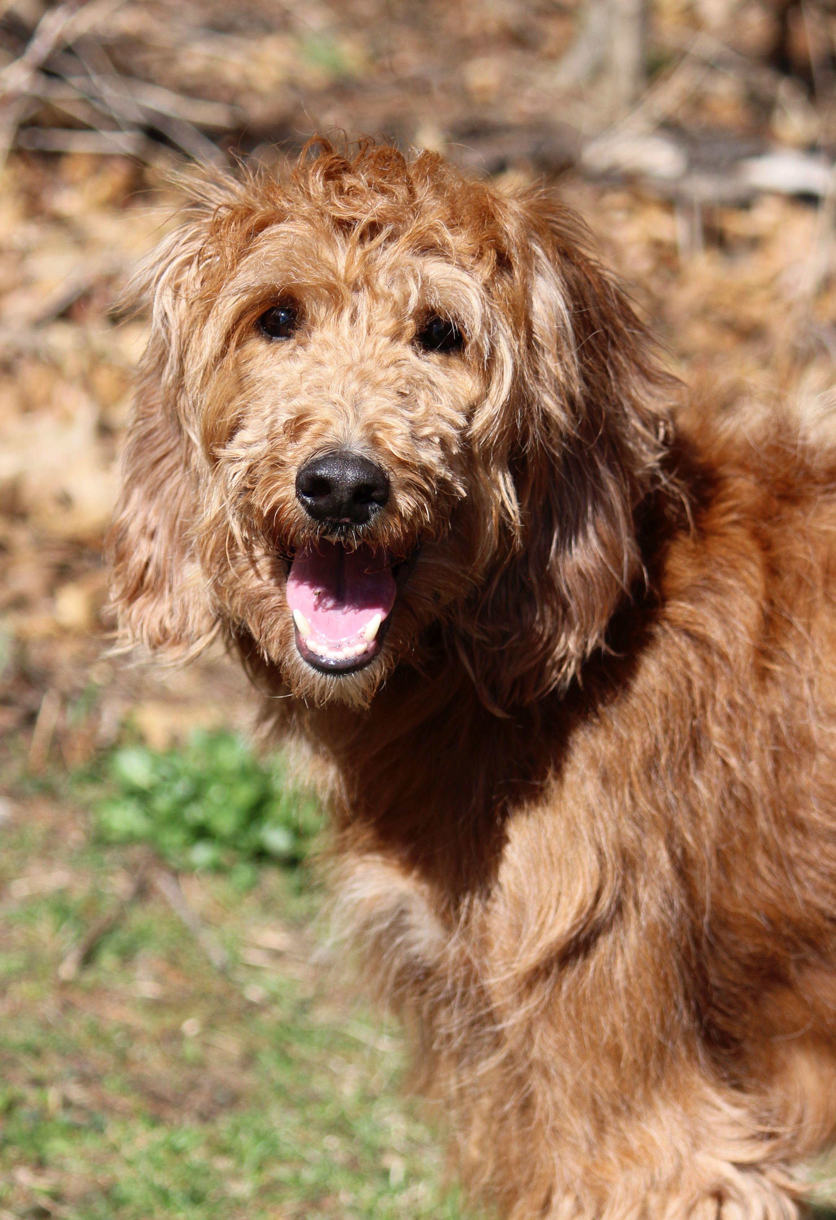 Enlarge Bru, a ADOPTABLE mixed breed in Portage, WI image 3/3