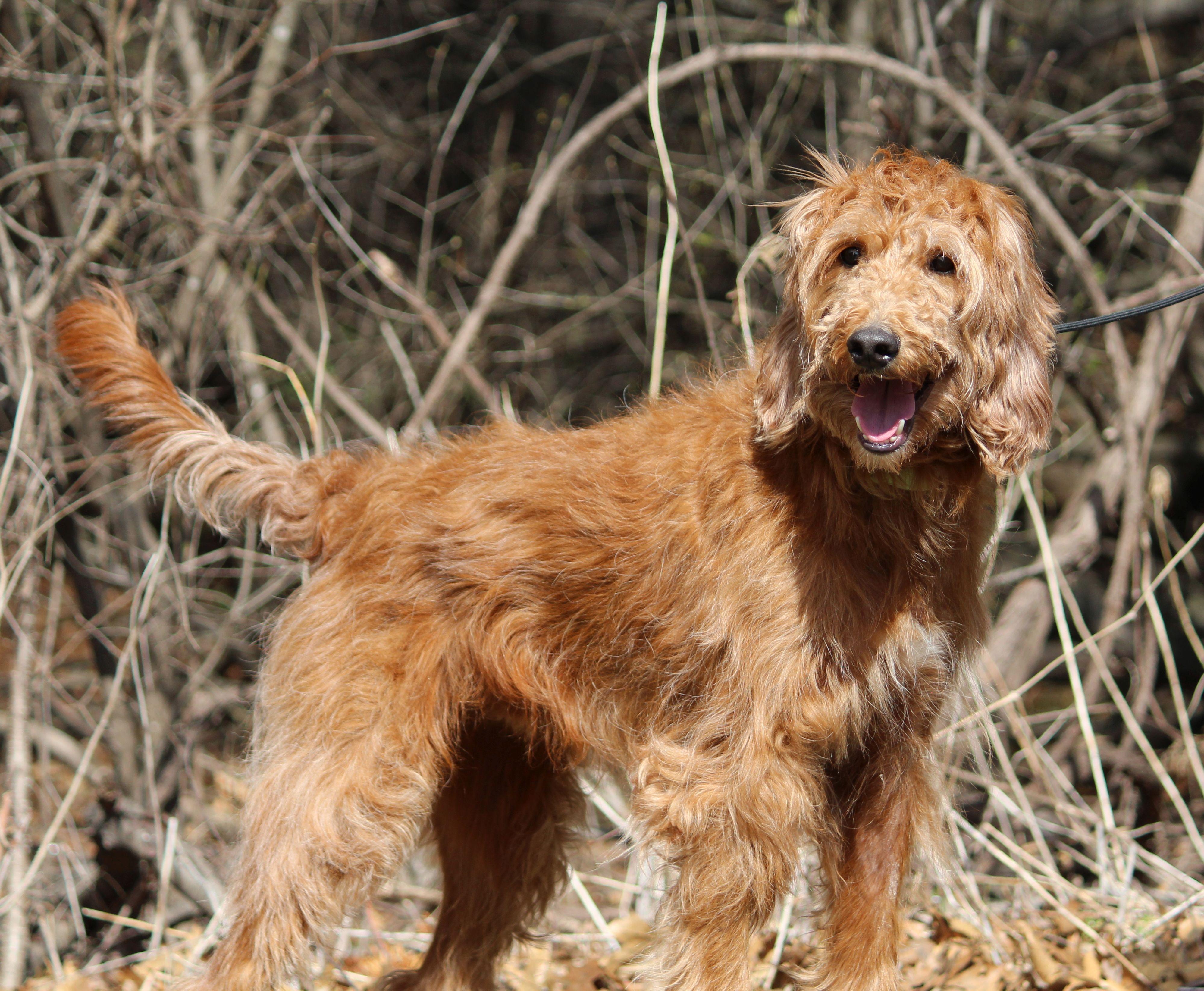 Enlarge Bru, a ADOPTABLE mixed breed in Portage, WI image 2/3