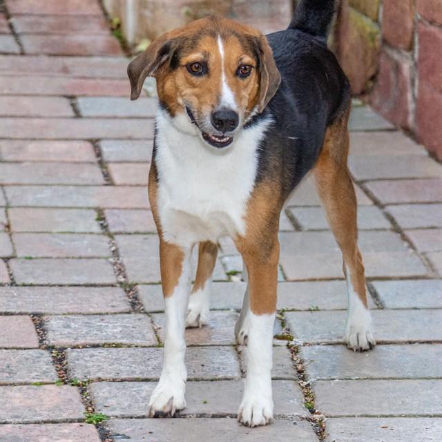 SCOUT, Adoptable, Adult Male Australian Shepherd & Black and Tan Coonhound.