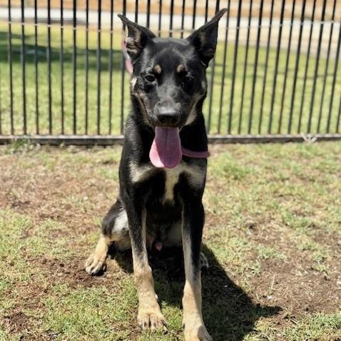 Enlarge BILLY, a Adoptable mixed breed in Delano, CA image 3/5