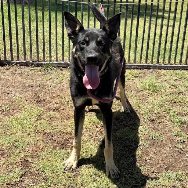 Enlarge BILLY, a Adoptable mixed breed in Delano, CA image 1/5