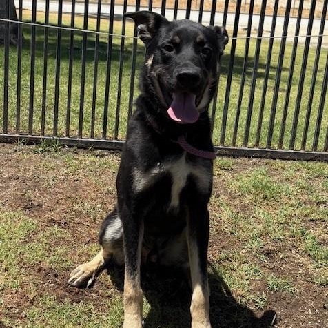 Enlarge BILLY, a Adoptable mixed breed in Delano, CA image 4/5