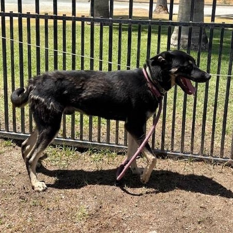 Enlarge BILLY, a Adoptable mixed breed in Delano, CA image 5/5
